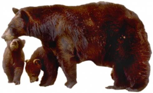 Un ours avec ses bébés